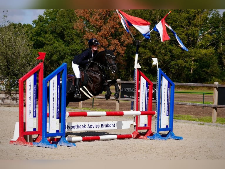 Andere Rassen Merrie 12 Jaar 137 cm Zwart in Heeswijk-Dinther