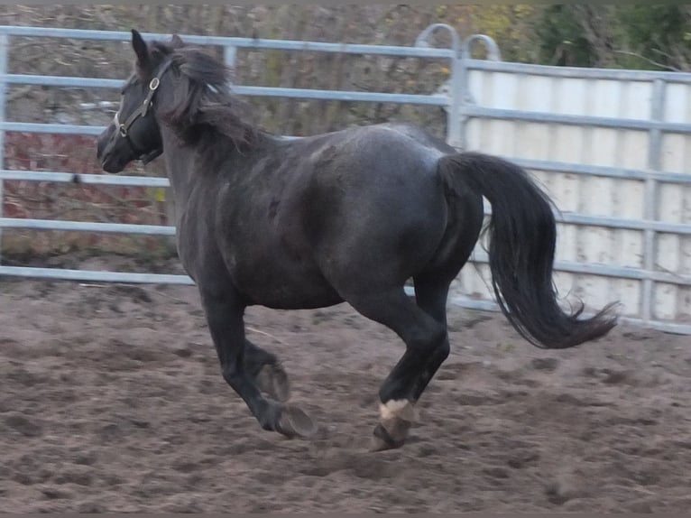 Andere Rassen Mix Merrie 12 Jaar 145 cm Zwartschimmel in Buttst&#xE4;dt