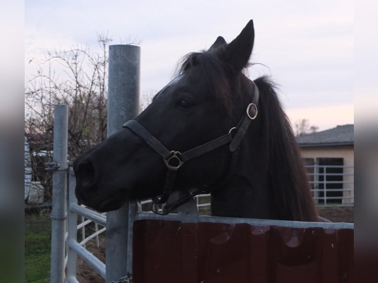 Andere Rassen Merrie 12 Jaar 145 cm Zwartschimmel in Ellersleben