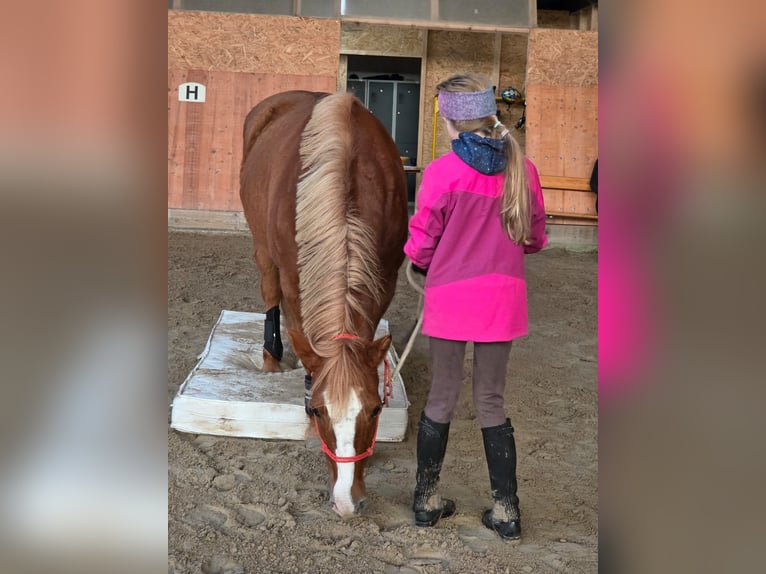 Andere Rassen Mix Merrie 12 Jaar 148 cm Vos in Durmersheim