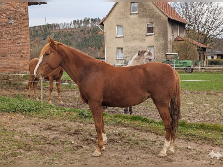 Andere Rassen Merrie 12 Jaar 150 cm Vos in Wesertal