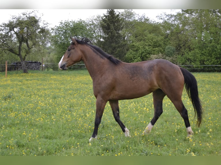 Andere Rassen Merrie 12 Jaar 152 cm Bruin in Langres