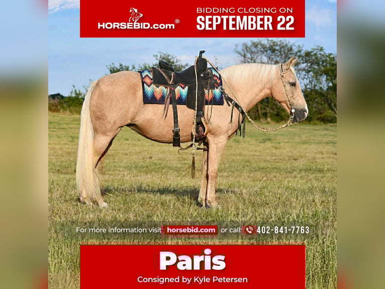 Andere Rassen Merrie 12 Jaar 152 cm Palomino in Corsica