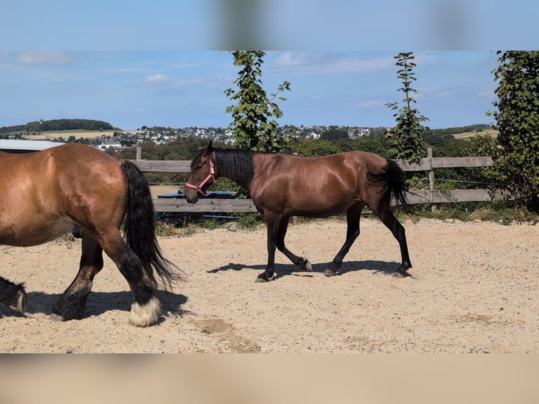 Andere Rassen Mix Merrie 12 Jaar 154 cm Donkerbruin in Sankt Katharinen