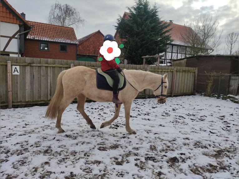 Andere Rassen Merrie 12 Jaar 154 cm Palomino in Bad Salzdetfurth