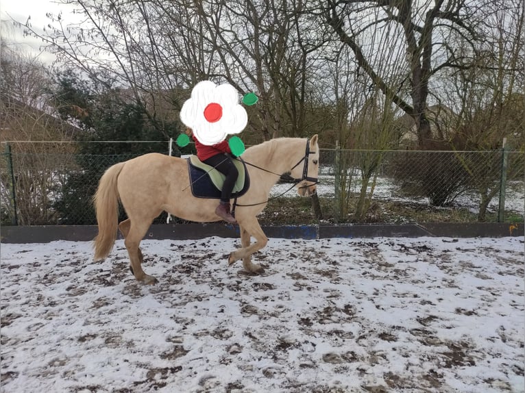 Andere Rassen Merrie 12 Jaar 154 cm Palomino in Bad Salzdetfurth