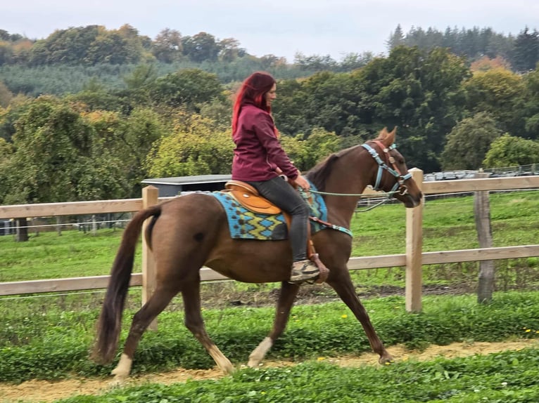 Andere Rassen Merrie 12 Jaar 155 cm Bruin in Linkenbach