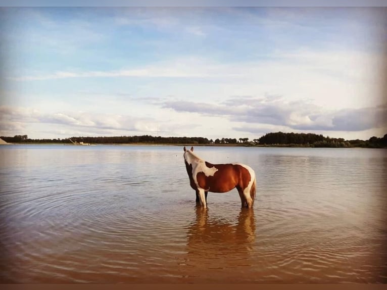 Andere Rassen Mix Merrie 12 Jaar 155 cm Gevlekt-paard in Dülmen