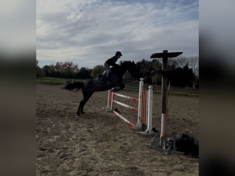 Andere Rassen Mix Merrie 12 Jaar 156 cm Zwart in Vilvoorde