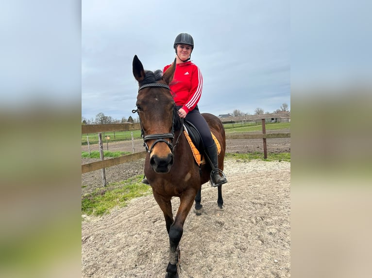 Andere Rassen Merrie 12 Jaar 160 cm Bruin in Achtmaal