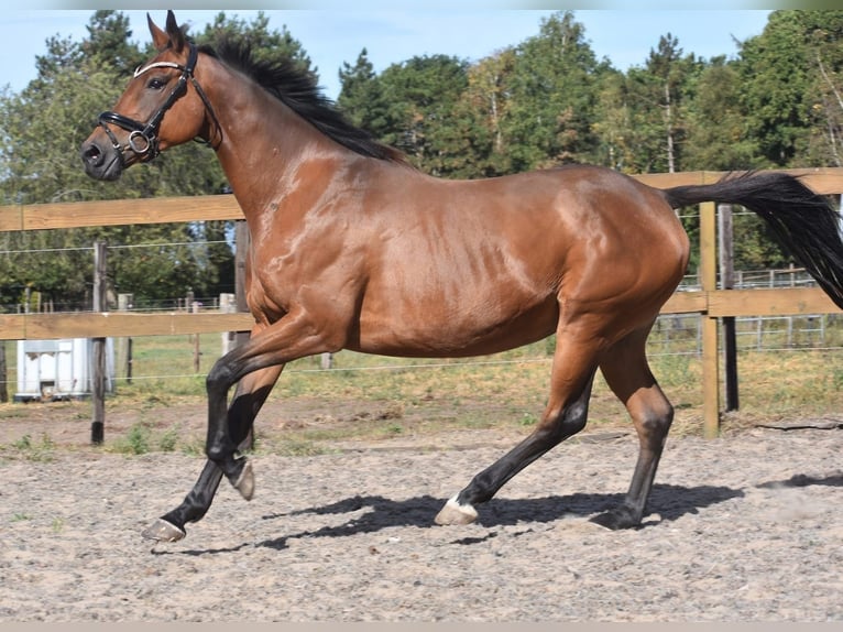 Andere Rassen Merrie 12 Jaar 160 cm Bruin in Achtmaal