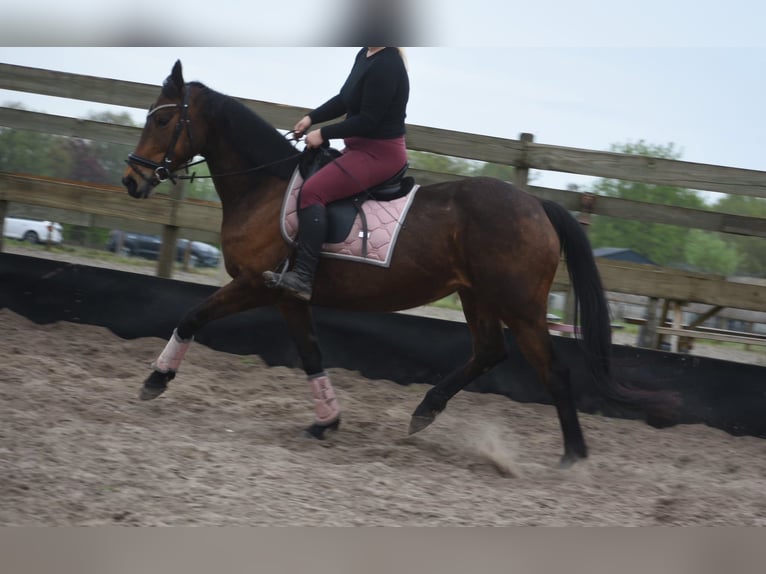 Andere Rassen Merrie 12 Jaar 160 cm Bruin in Achtmaal