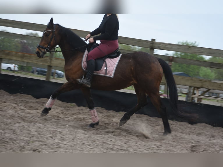 Andere Rassen Merrie 12 Jaar 160 cm Bruin in Achtmaal