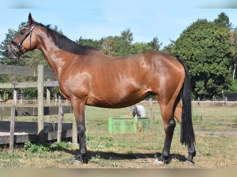 Andere Rassen Merrie 12 Jaar 160 cm Bruin in Achtmaal