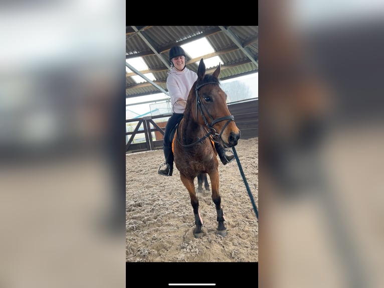 Andere Rassen Merrie 12 Jaar 160 cm Bruin in Achtmaal