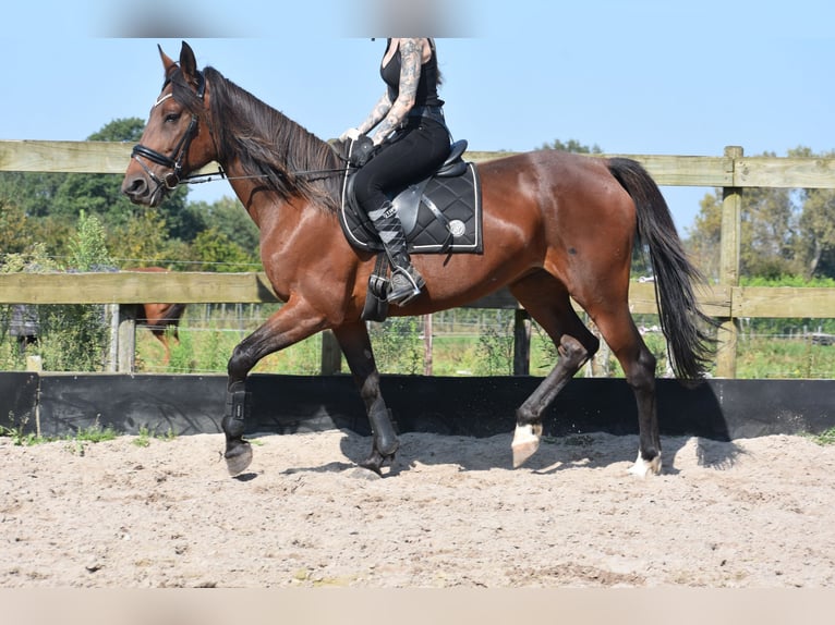 Andere Rassen Merrie 12 Jaar 161 cm Roodbruin in Achtmaal