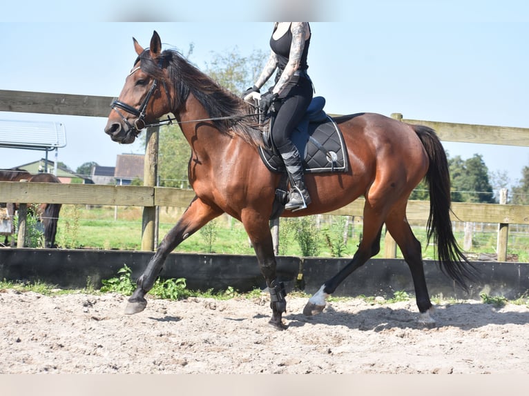 Andere Rassen Merrie 12 Jaar 161 cm Roodbruin in Achtmaal