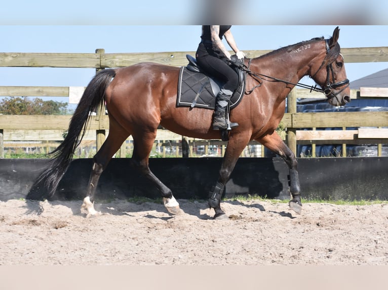 Andere Rassen Merrie 12 Jaar 161 cm Roodbruin in Achtmaal