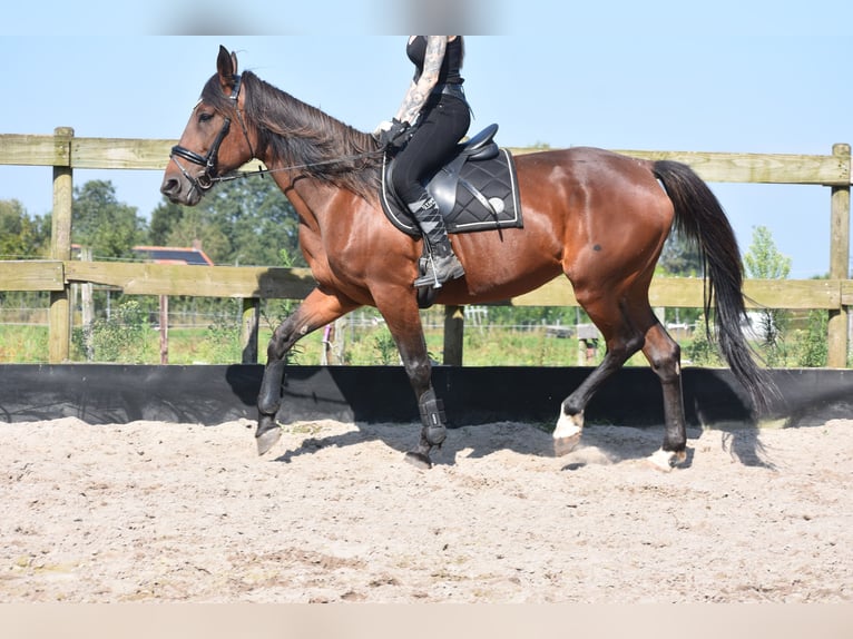 Andere Rassen Merrie 12 Jaar 161 cm Roodbruin in Achtmaal