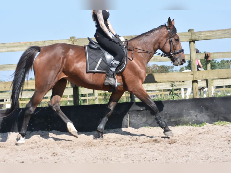 Andere Rassen Merrie 12 Jaar 161 cm Roodbruin in Achtmaal