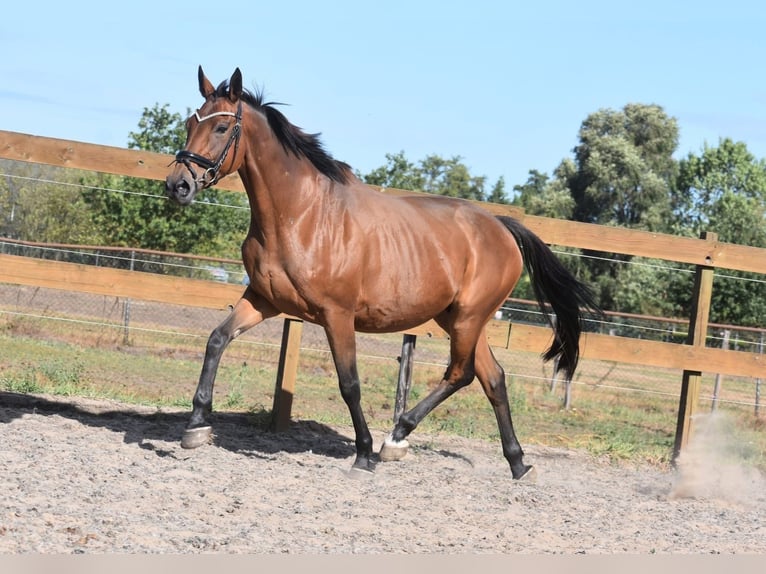 Andere Rassen Merrie 12 Jaar 162 cm Bruin in Achtmaal