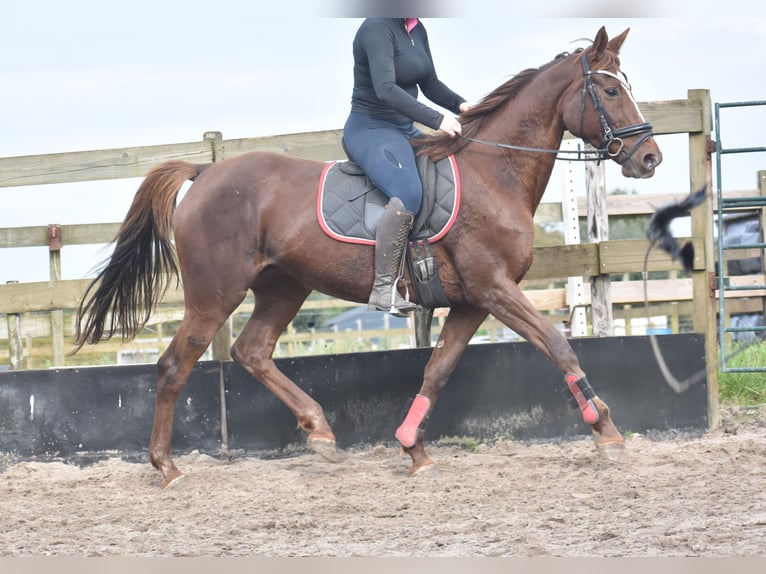 Andere Rassen Merrie 12 Jaar 163 cm Vos in Achtmaal