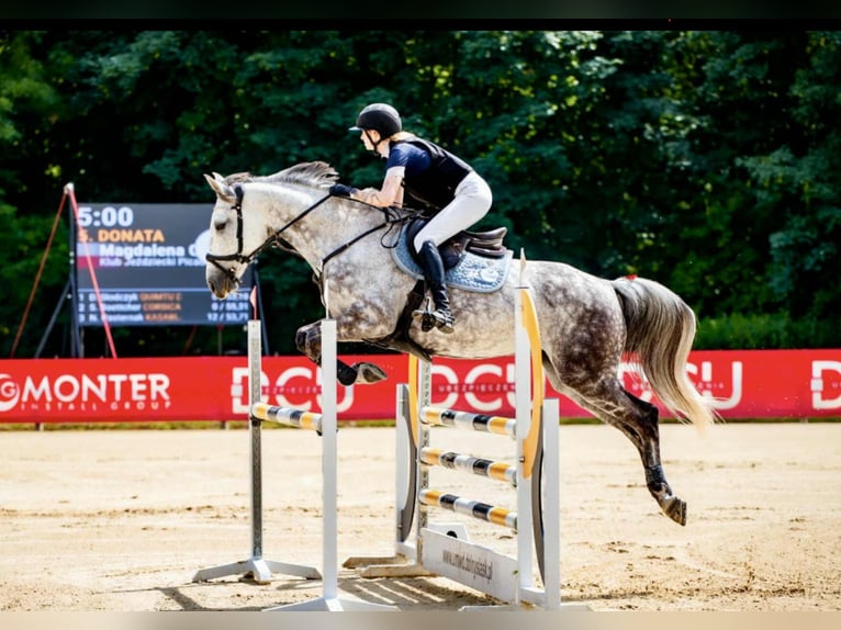 Andere Rassen Merrie 12 Jaar 165 cm Schimmel in Godzięcin