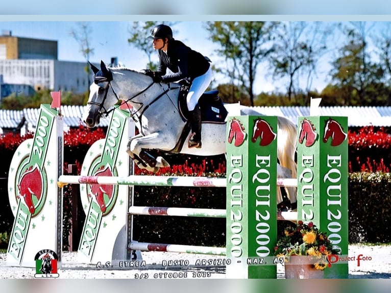 Andere Rassen Merrie 12 Jaar 173 cm Schimmel in Baraggia