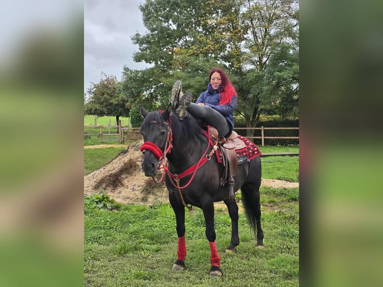 Andere Rassen Merrie 12 Jaar Zwart in Linkenbach