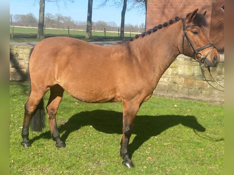 Andere Rassen Merrie 13 Jaar 132 cm Bruin in Hopsten