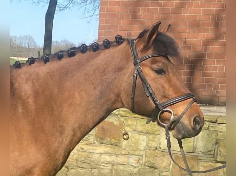 Andere Rassen Merrie 13 Jaar 132 cm Bruin in Hopsten