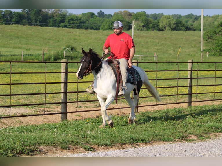 Andere Rassen Merrie 13 Jaar 142 cm Gevlekt-paard in Sonora, KY