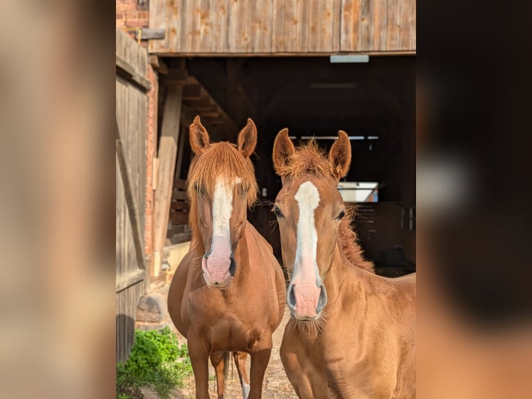 Andere Rassen Merrie 13 Jaar 150 cm Vos in Wesertal