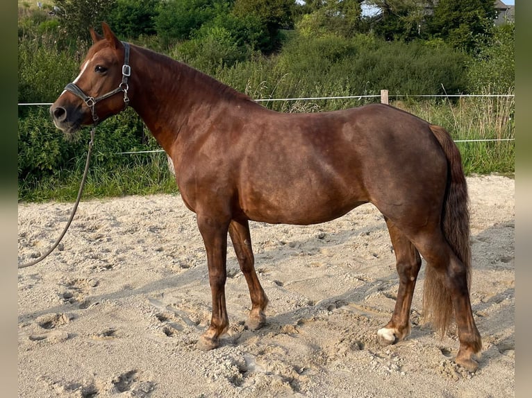 Andere Rassen Merrie 13 Jaar 155 cm Donkere-vos in Linkenbach6900