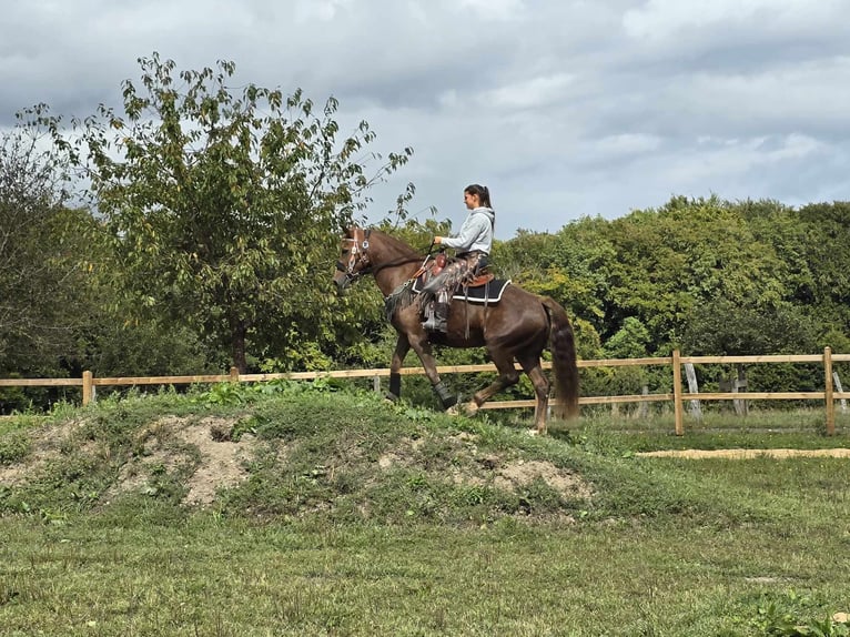 Andere Rassen Merrie 13 Jaar 155 cm Donkere-vos in Linkenbach6900