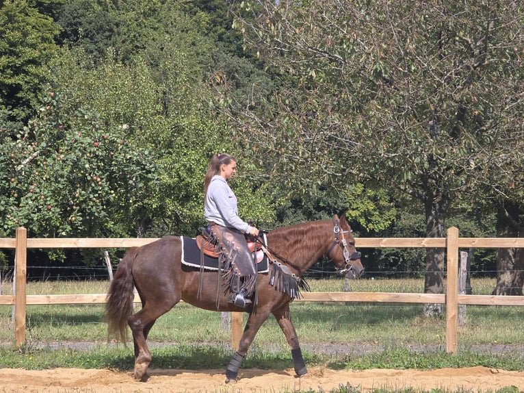 Andere Rassen Merrie 13 Jaar 155 cm Donkere-vos in Linkenbach6900