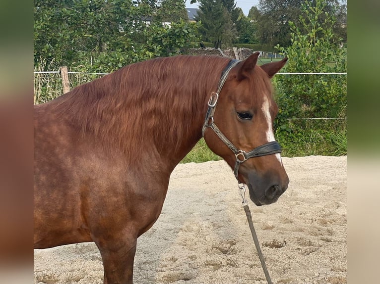 Andere Rassen Merrie 13 Jaar 155 cm Donkere-vos in Linkenbach6900