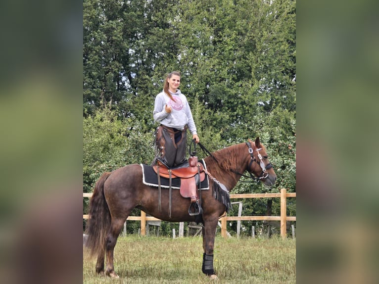 Andere Rassen Merrie 13 Jaar 155 cm Donkere-vos in Linkenbach6900