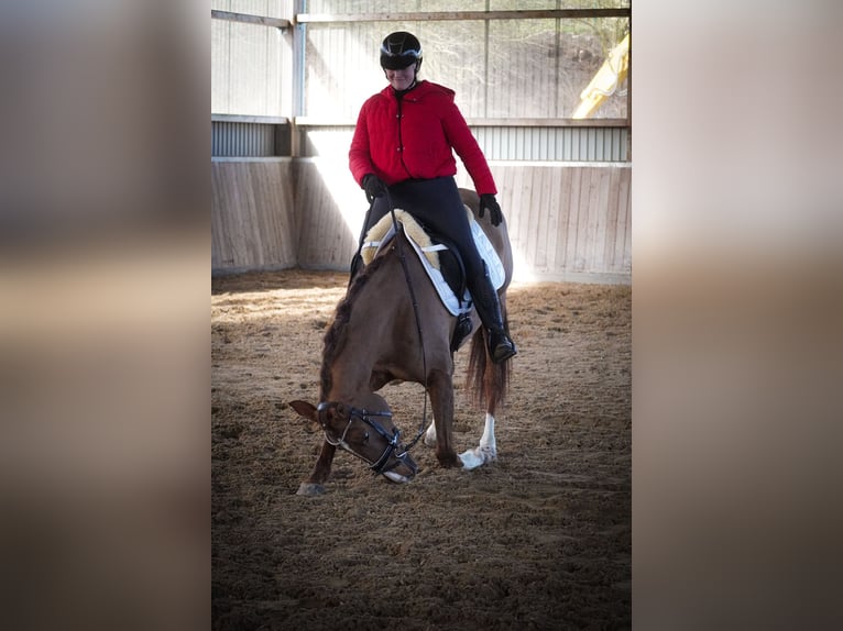 Andere Rassen Merrie 13 Jaar 157 cm Donkere-vos in Nettersheim