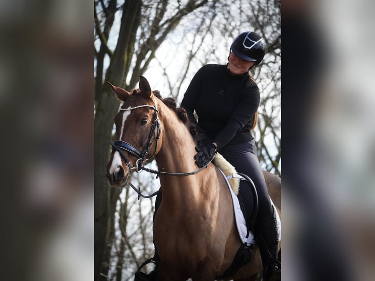 Andere Rassen Merrie 13 Jaar 157 cm Donkere-vos in Nettersheim