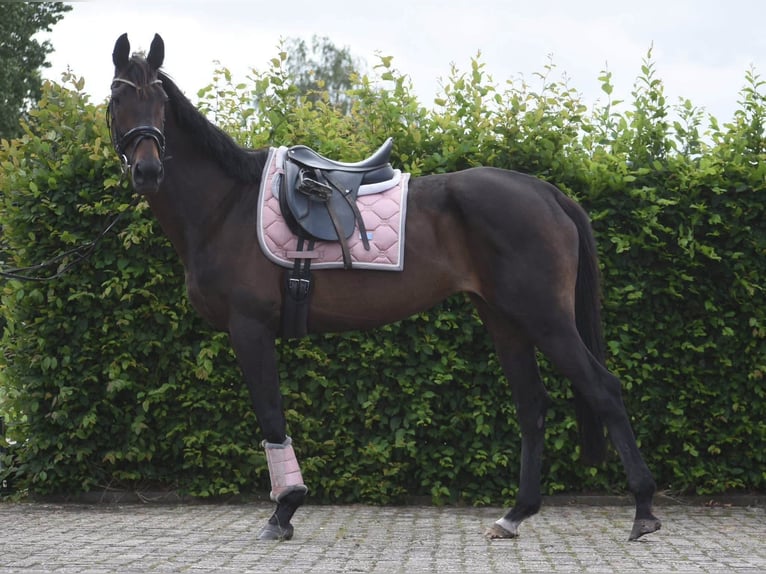 Andere Rassen Merrie 13 Jaar 158 cm Bruin in Achtmaal