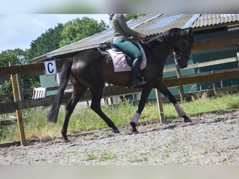 Andere Rassen Merrie 13 Jaar 158 cm Bruin in Achtmaal