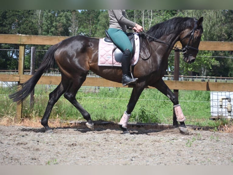 Andere Rassen Merrie 13 Jaar 158 cm Bruin in Achtmaal