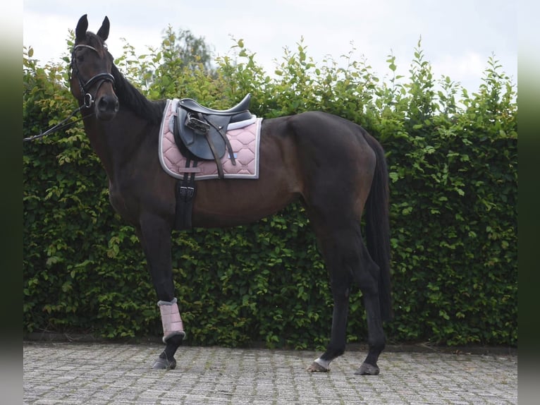 Andere Rassen Merrie 13 Jaar 158 cm Bruin in Achtmaal