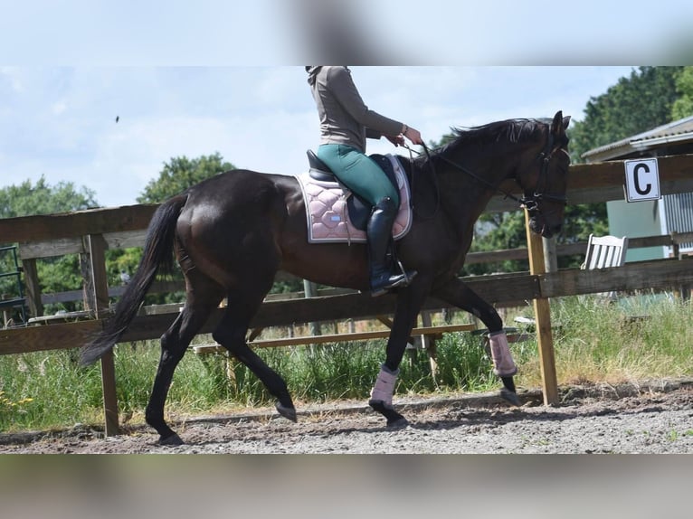 Andere Rassen Merrie 13 Jaar 158 cm Bruin in Achtmaal