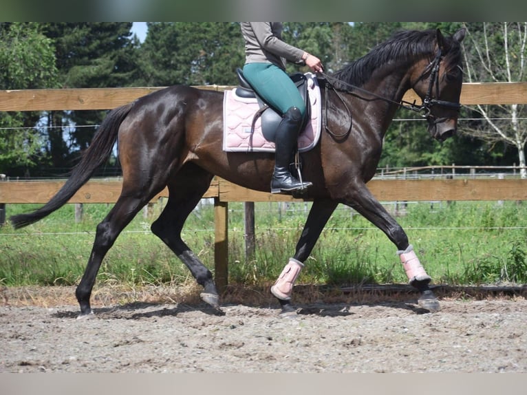 Andere Rassen Merrie 13 Jaar 158 cm Bruin in Achtmaal
