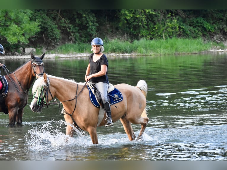 Andere Rassen Merrie 13 Jaar 160 cm Falbe in Gontenschwil