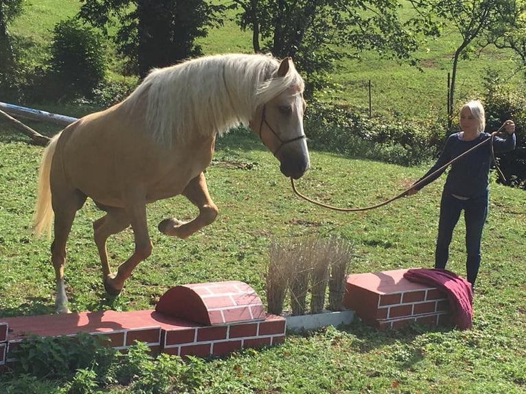 Andere Rassen Merrie 13 Jaar 160 cm Falbe in Gontenschwil