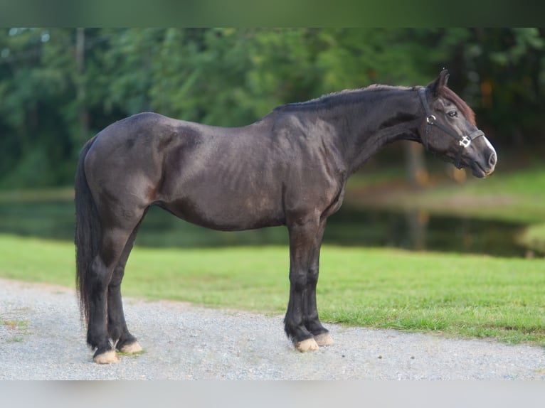 Andere Rassen Merrie 13 Jaar 160 cm Zwart in Monroe, NC