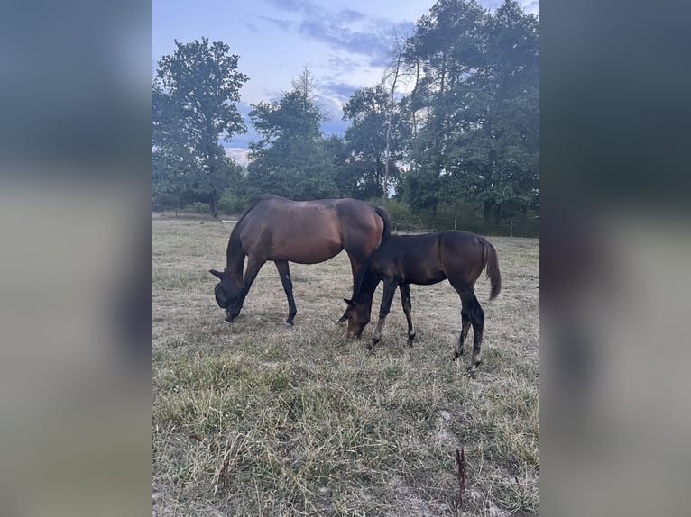 Andere Rassen Merrie 13 Jaar 161 cm Donkerbruin in Saint-Laurent-Nouan